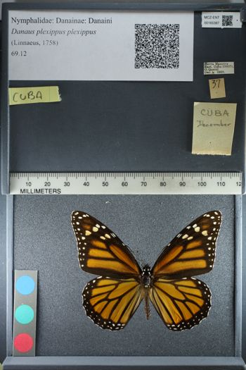 Media type: image;   Entomology 165387